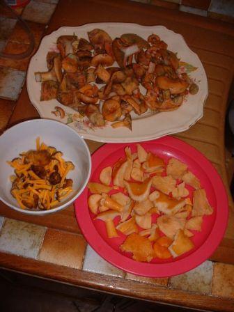 les champignons du Haut Pays