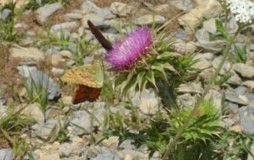 un papillon sur un chardon...