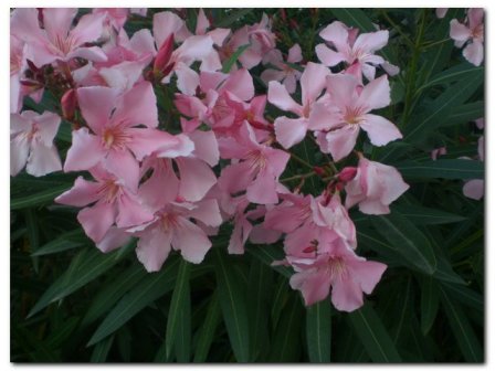 La flore de Sestriere, non loin de Saint Etienne de Tine...