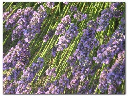 La flore de Sestriere, non loin de Saint Etienne de Tine Auron